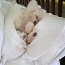 Nancy Doughty - @NancyDoughty - Twitter