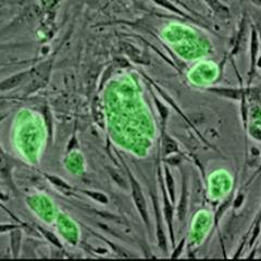 StemcellWatch Profile Picture