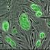 Stem cell Watch (@stemcellwatch) Twitter profile photo