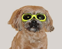 AskBoris's profile picture. Hey there, Boris the dog at https://t.co/j2zf1MJTYO where we feature talking and singing dog videos, canine info, products, reviews, video poems, news, & more. Woof! ^..^