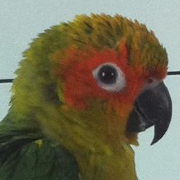 ChewieBird's profile picture. Found a new home!