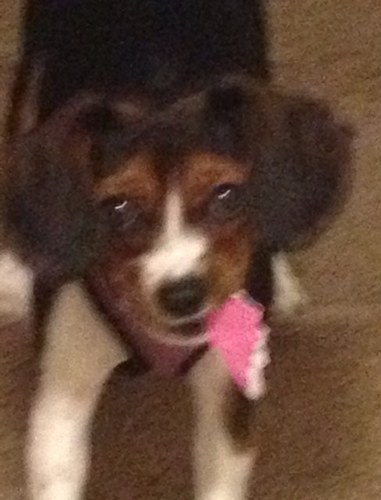 bcrowl85's profile picture. 