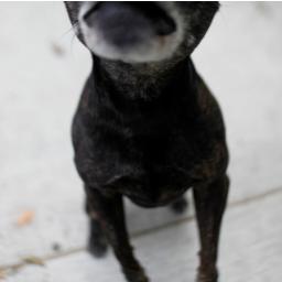 a cleansing #point of #view: director of the canine space program:mensa member:love a bone:always running with the dogs so if u can't keep up stay on the porch!