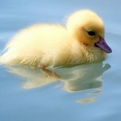 Cute duck profile picture