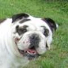 Our goal is to breed only high quality dogs from champion bloodlines and to match our beautiful English bulldog puppies with their forever-LOVING families!