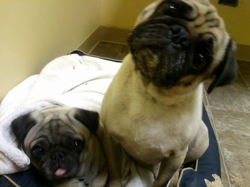 Married to Stan Knievel, works at Jackson Energy Authority, loves my family, pugs, friends, and wine
