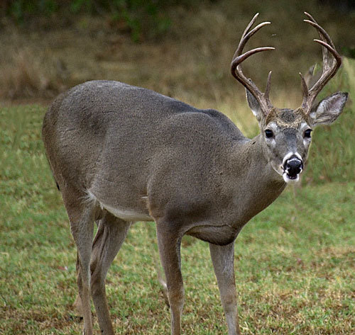 I am a deer in @TheRTP. Chances are, you've seen me around (hopefully, not on the side of the road.) I know a bit about environment & community outreach...