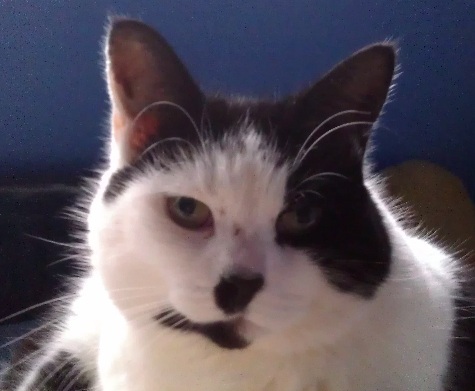 Hitler Cat