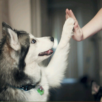 ASK ME 2 FOLLOW BACK