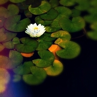 ____tao's profile picture. We will only have peace with the Arabs when they love their children more than they hate us. Golda Meir https://t.co/a6SoS6IviV