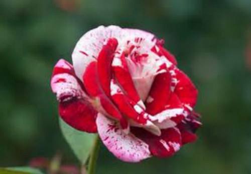 Awesome_lane's profile picture. Love life you might have struggles but get back up and keep going!