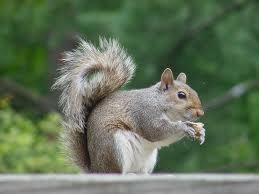 So... I'm a Squirrel.