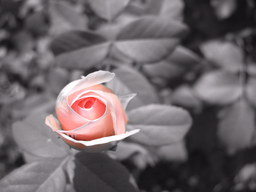 tgorman550's profile picture. 