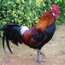 I am a talented Rooster that can type and talk.