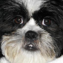 saywhat49's profile picture. 