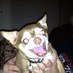 Bruce T (@z4bruce) Twitter profile photo