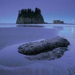 arasgaflo's profile picture. 