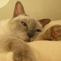 kuchibue_ma_o's profile picture. 
