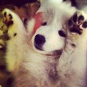 Amanda Presti - @alp8188 - Twitter