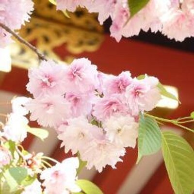 海桜雪