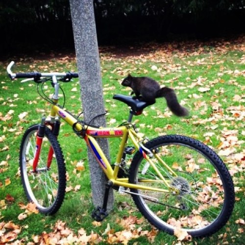UMBlackSquirrel