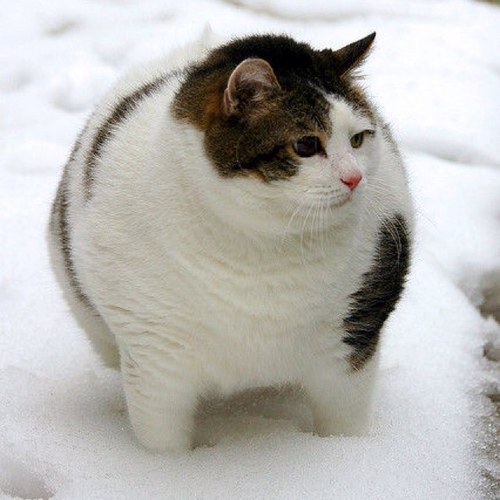私は人型以外の動物が好きです特に猫が好きです。猫見たら無差別フォロー最近 空飛ぶスパゲッティモンスター教チョコミン党です