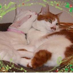 amichatcha's profile picture. Loves solitary walks