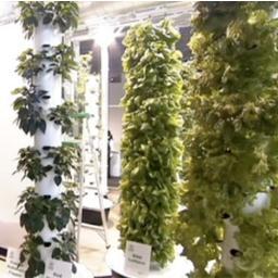 Entrepeneur growing hydroponic organic food in the city. Plus, an all-around great guy & UCCR Master Gardener.