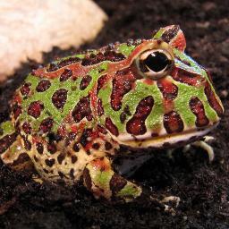 BaerbelTheFrog's profile picture. My name is Baerbel, I'm a pacmanfrog (Ceratophrys ornata). I was born in the year 2012.