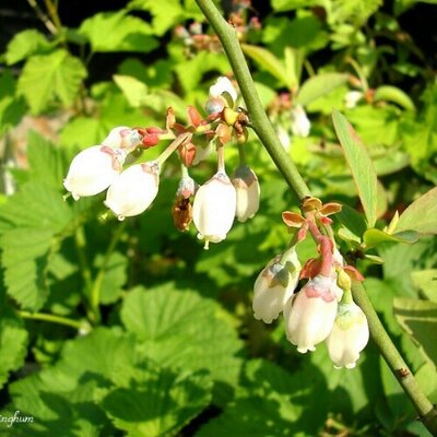 ブルーベリー Blueberry 98 Twitter ブルーベリー Blueberry 98 Twitter