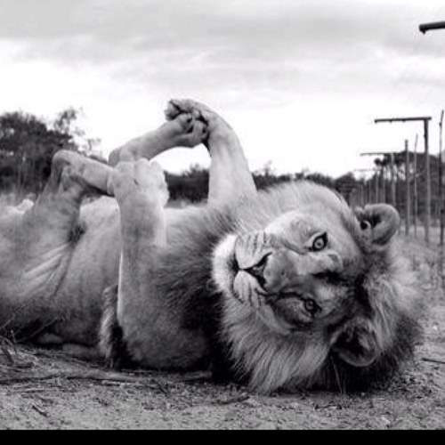 Soy leon!