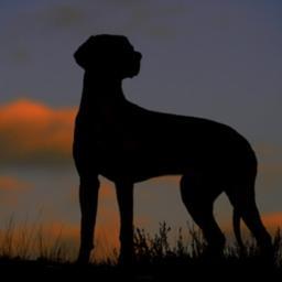 Mtb  F1 Rhodesian Ridgeback Audi