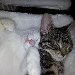 lucky_diesel's profile picture. WIj zijn de 2 compleet gestoorde kittens van @zwollerob en @brigit25. Wij leven in het heerlijke #zwolle in de wijk #westenholte.