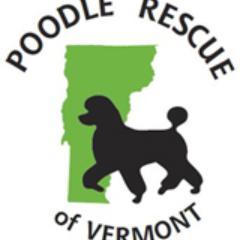 Poodle Rescue of Vermont is a 501 (c) 3 organization dedicated to rescuing poodles worldwide!