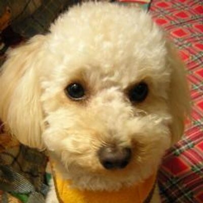 サリー ヘンドリックスの生活 預かり犬北麓日記 もえちゃん 丸太の女王 保護犬 里親募集 T Co Ol8gu6xgrs