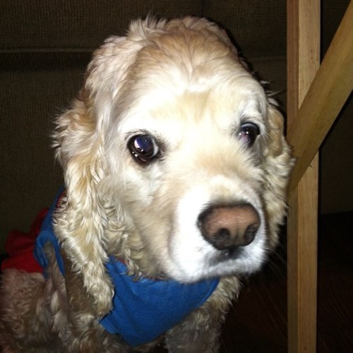 slpmallard's profile picture. 