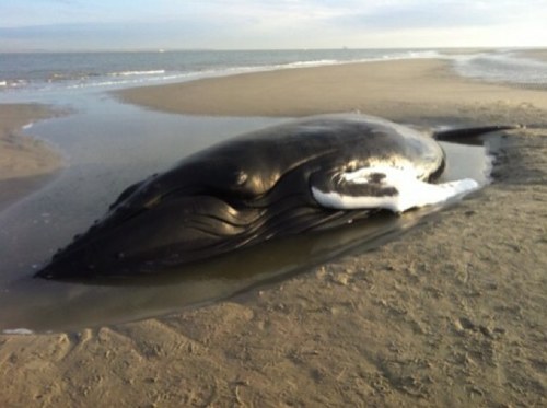 StrandhuysTexel's profile picture. Het Strandhuys is een klein vakantiecomplex en omvat verscheidene sfeervol ingerichte appartementen en bungalows. Gelegen nabij het strand van De Koog op Texel.