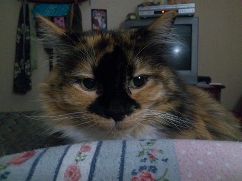 Grannieshelly61's profile picture. 