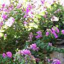 Mara Conti - @MaraContimara - Twitter