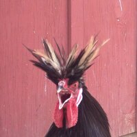 shrads (@lilicomp) 's Twitter Profile