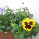 NELLY PEÑA PINEDA - @NEROPEPI - Twitter