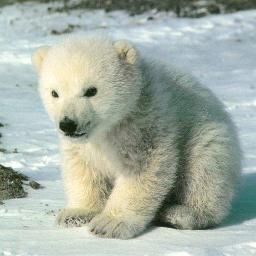 LizYap1's profile picture. Environmentalist! Save the Bears before its too late!