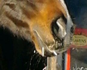 POWEROFTRUSTx's profile picture. Vereniging voor ÀLLE! Paarden gekken! Quotes, wedstrijden, tips, over..?: vd, nh, dressuur, springen, verzorging en nog veelveelveelmeer! #POWEROFTRUST