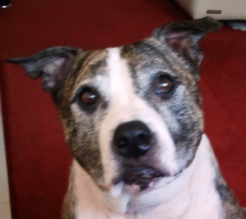 Full time worker & aspiring children's writer (fingers crossed). Animal lover. Dog owner (see photo). Occasional cook, curry fiend & crap DIYer
