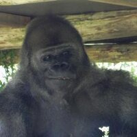 Jonathan Squirrell (@jsquiggz) 's Twitter Profile