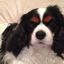 Evan Shapiro - @LilJoeClarkson - Twitter