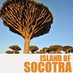 Island of Dragon's Blood Tree | Tours to Socotra Island.