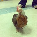 besrd - @MalloryBeard - Twitter