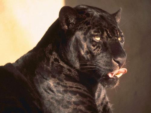 fedeembi's profile picture. 