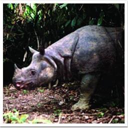 Badak15's profile picture. 